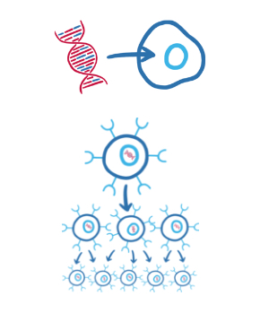 Zeichnung DNS, welche in eine Zelle eingebracht wird und Vervielfältigung dieser Zelle