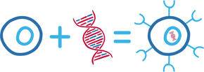 Schematische Darstellung der genetischen Modifikation von T-Zellen bei der CAR-T-Zelltherapie