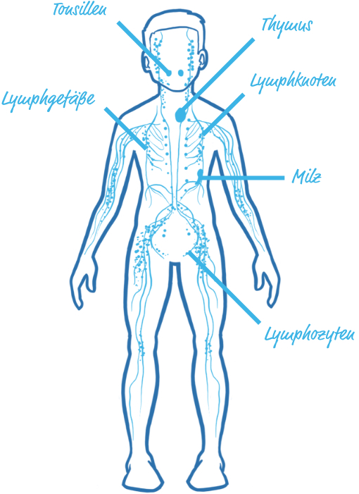 Menschliches Lymphsystem mit Lymphknoten, Lymphgefäßen, Mandeln und Milz