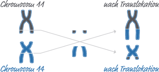 Schematische Darstellung der Chromosomentranslokation