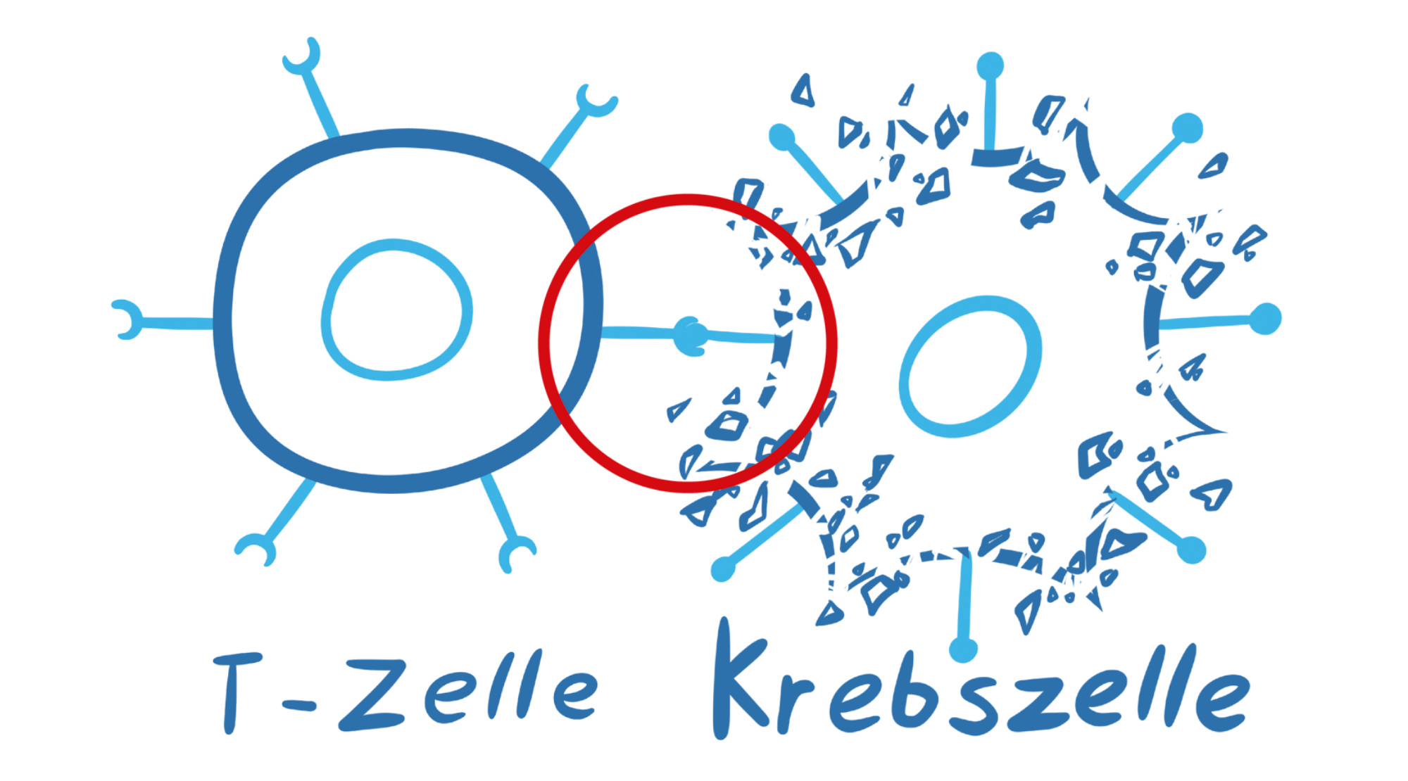 Illustration einer CAR-T-Zelle, die eine Krebszelle zerstört, indem sie mit dem chimären Antigenrezeptor die Krebszelle erkennt, hervorgehoben mit einem roten Kreis