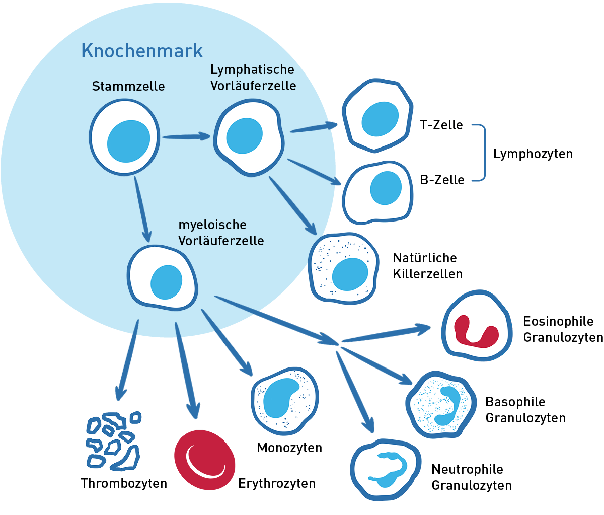 Stammzellen im Knochenmark teilen sich in lymphatische oder myeloische Vorläuferzellen. Die myeloischen Vorläuferzellen entwickeln sich außerhalb des Knochenmarks weiter zu Granulozyten, Erythrozyten, Monozyten oder Thrombozyten. Die lymphatischen Vorläuferzellen entwickeln sich außerhalb des Knochenmarks weiter zu Lymphozyten oder natürlichen Killerzellen.