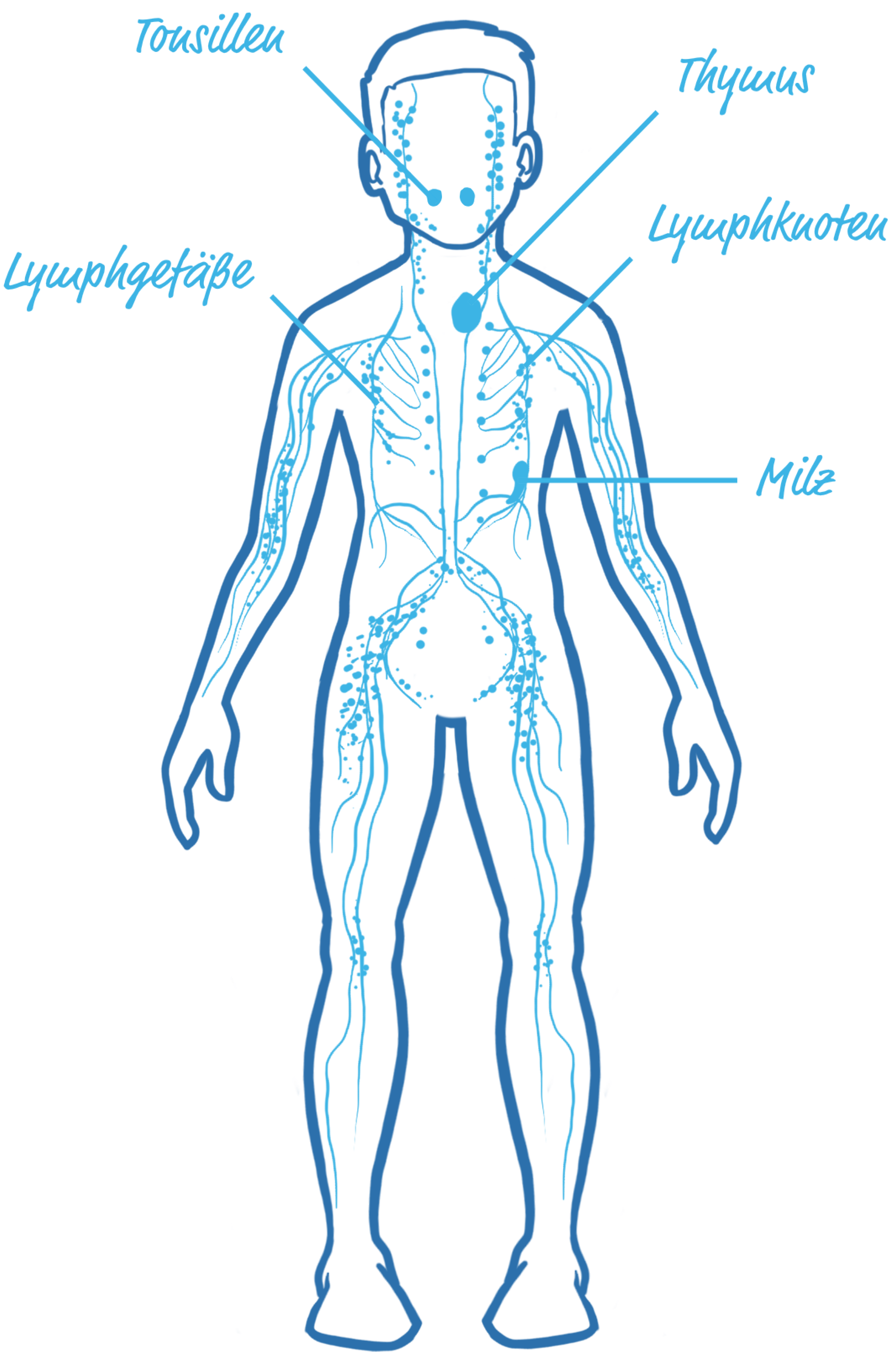 Illustrierter Körper mit dem Lymphsystem