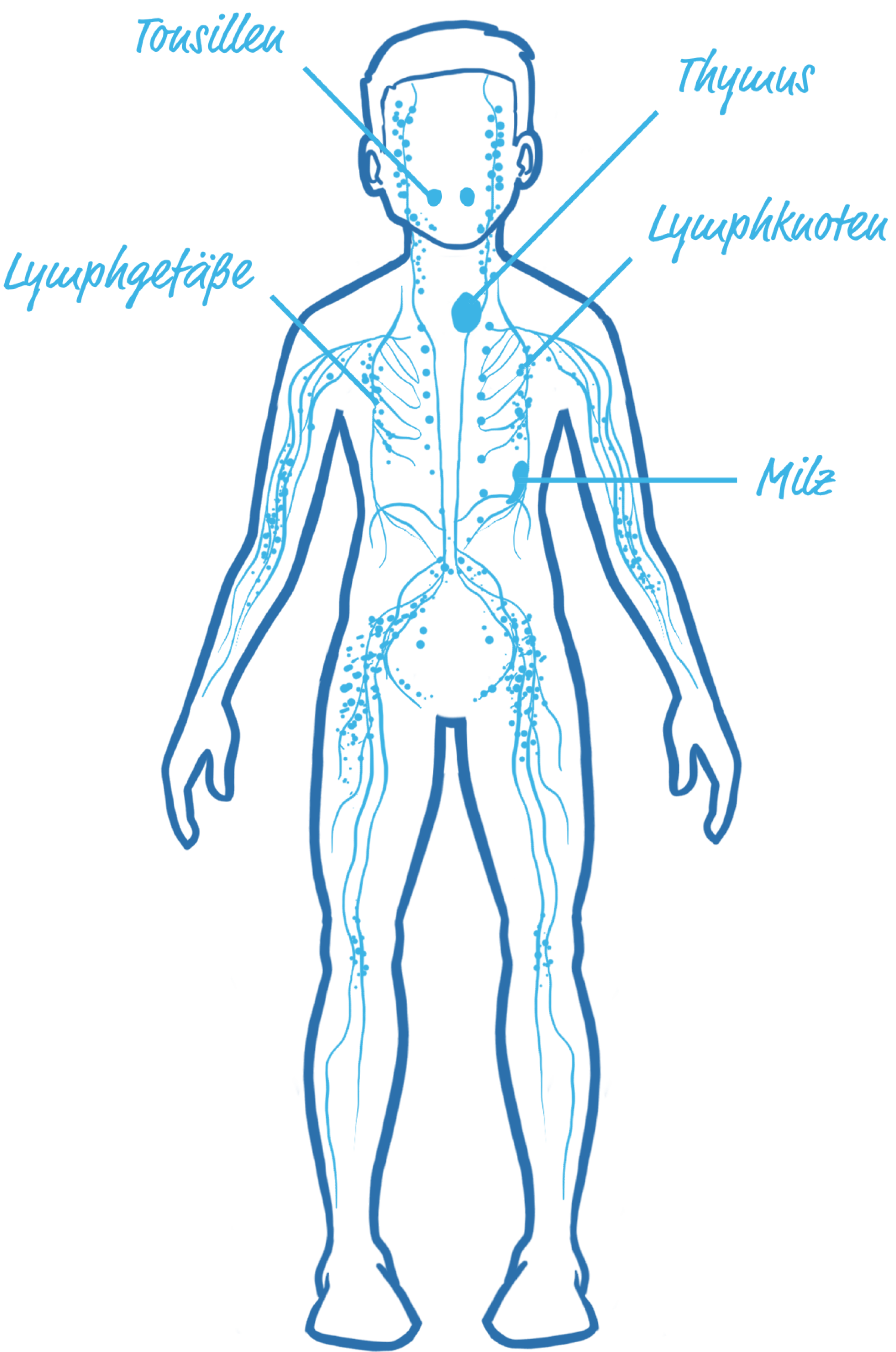 Illustrierter Körper mit dem Lymphsystem