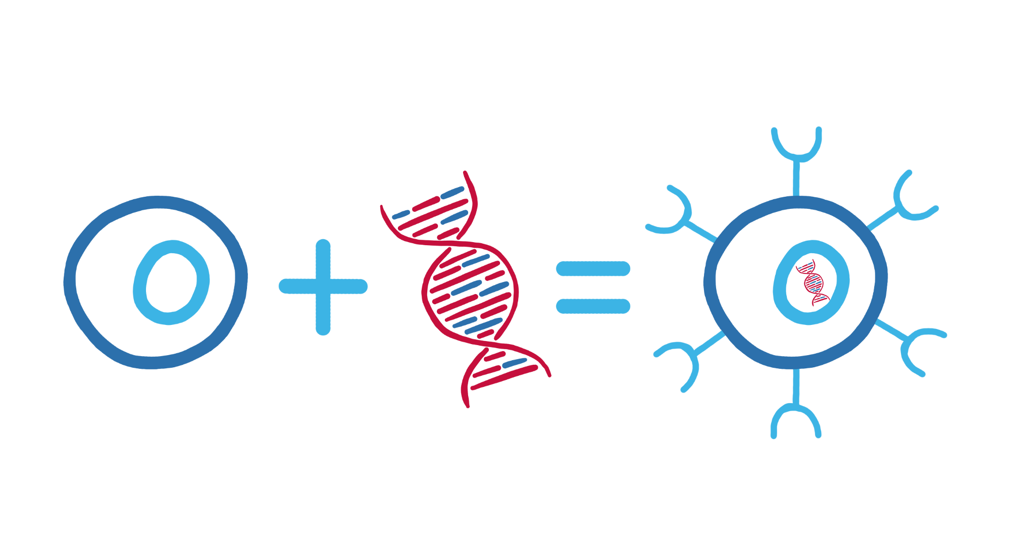 Illustration einer T-Zelle, die durch das Einfügen von fremder DNA zu einer CAR-T-Zelle wird